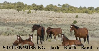 STOLEN/MISSING Jack Black Band of Mustang Near San Luis, CO, 81152